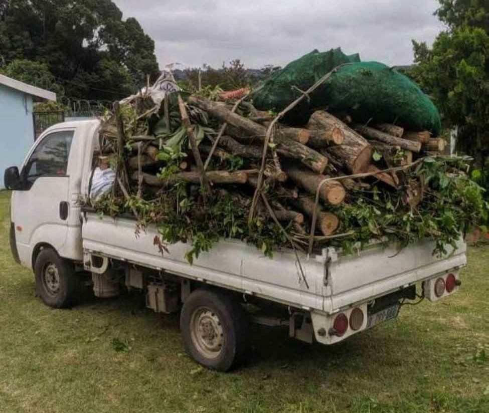 Denis Tree Kia 825 noksweb